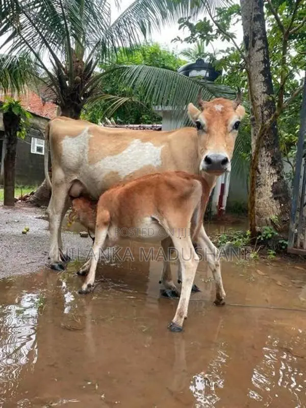 jarcyie cow