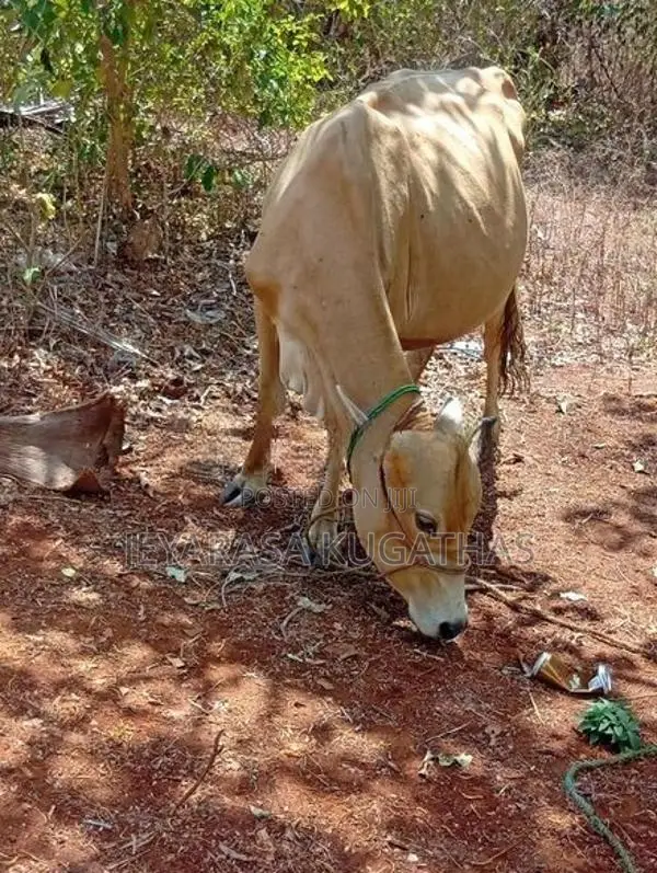 milk cow