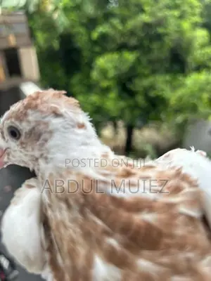 Timing Pigeon