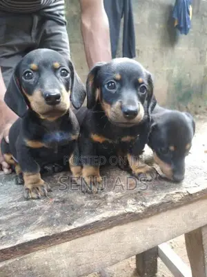 Dashound puppies