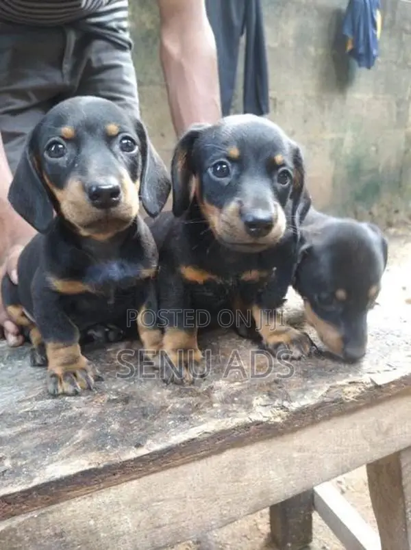 Dashound puppies