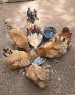 බ්‍රාමා කුකුලන්