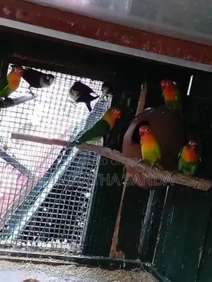 AFRICAN LOVE BIRDS