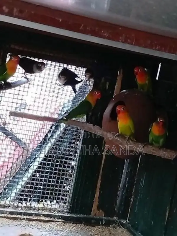 AFRICAN LOVE BIRDS