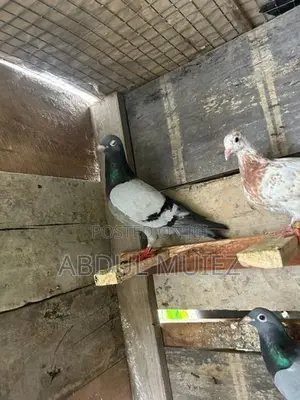 racing homer pigeon