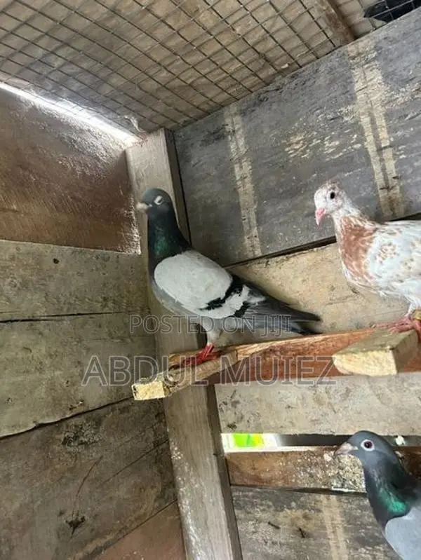 racing homer pigeon