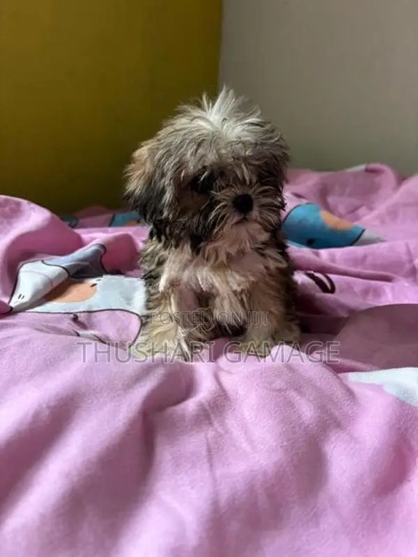 Shih tzu puppy