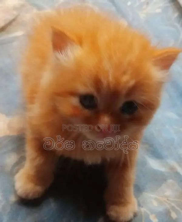 Persian Cat