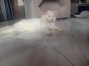 Persian Cat