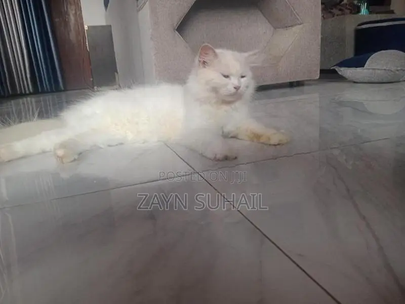 Persian Cat