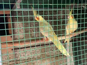 Cockatiel Birds