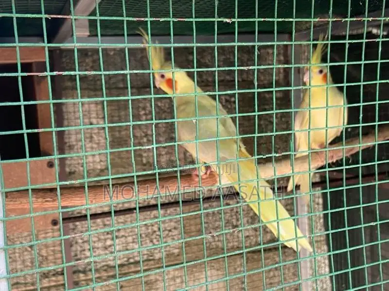 Cockatiel Birds