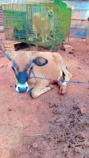 Milk Cows