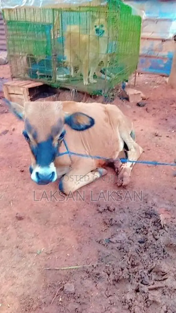 Milk Cows