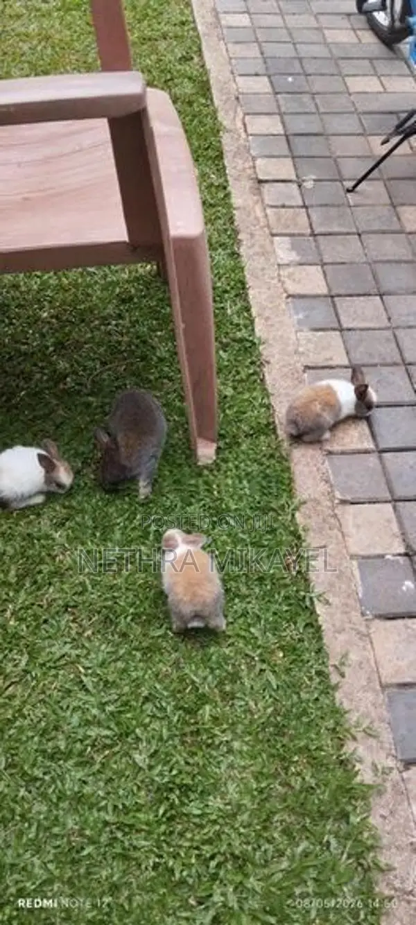 සූරතල් හා පැටවුන්