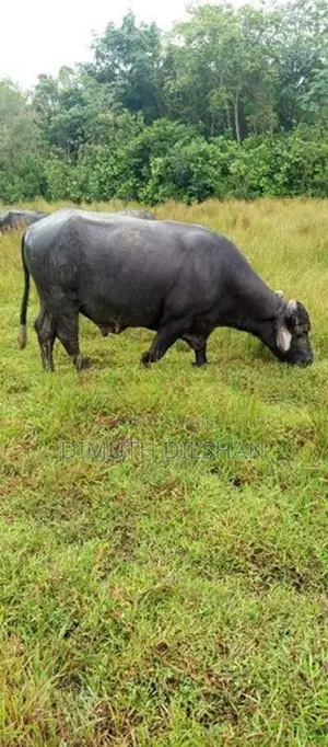 Mee Gawaya
