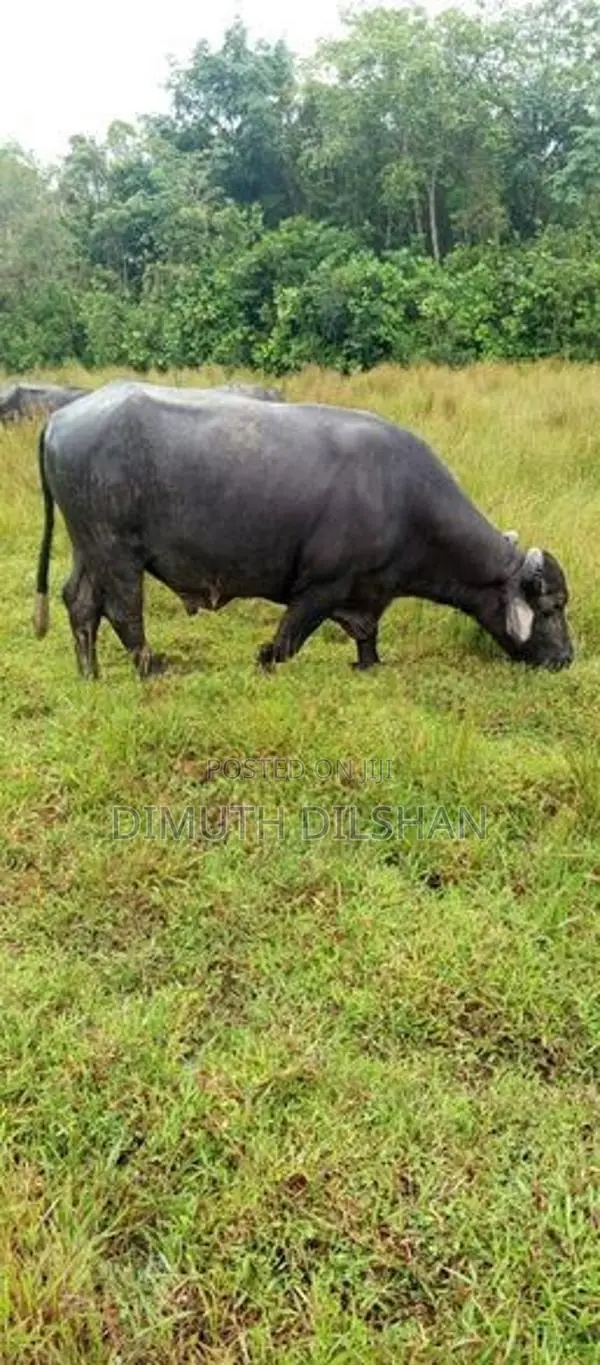 Mee Gawaya