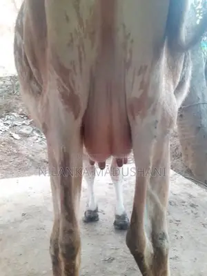jarcyie cow
