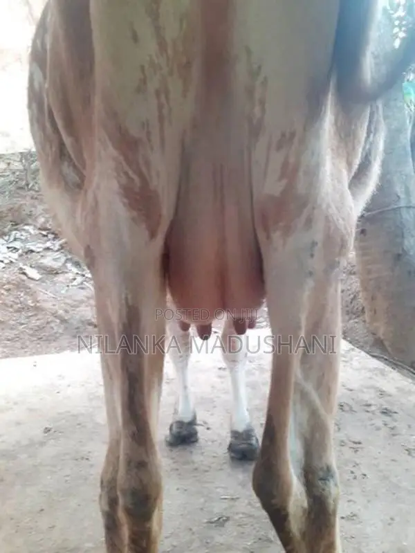 jarcyie cow