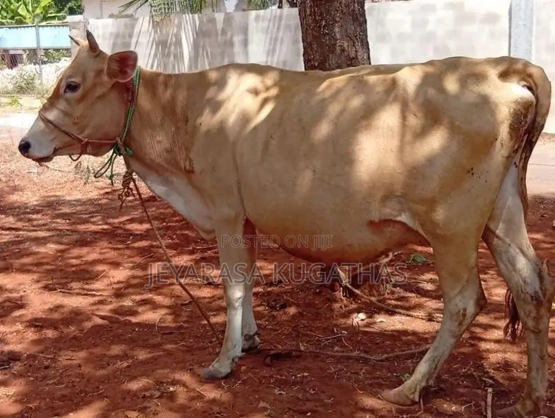 milk cow