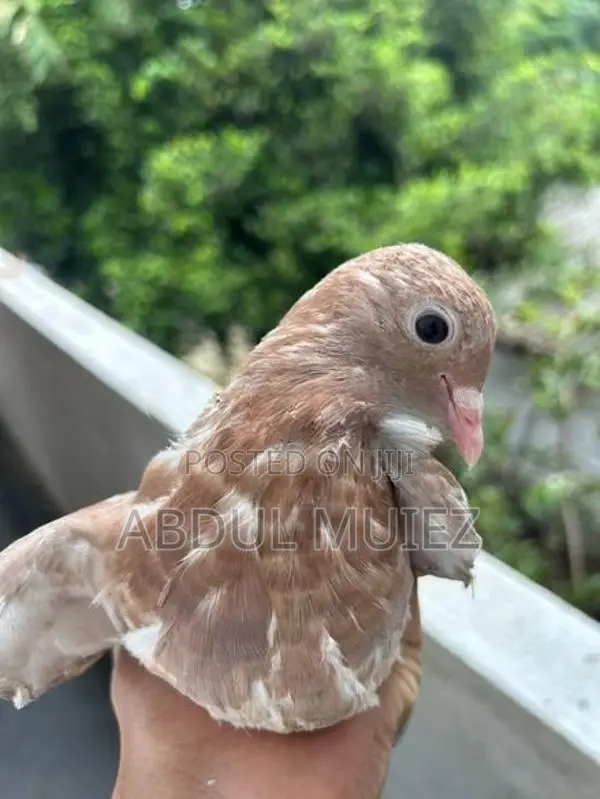Timing Pigeon