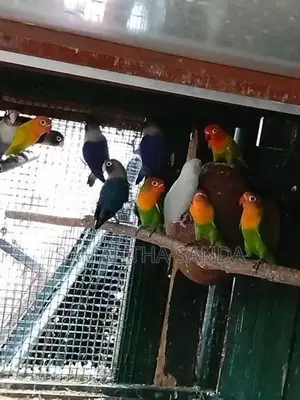AFRICAN LOVE BIRDS