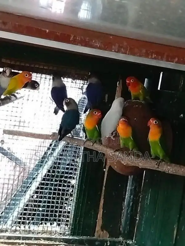 AFRICAN LOVE BIRDS
