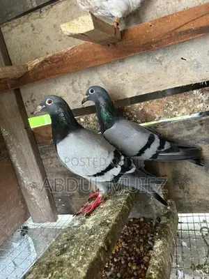 racing homer pigeon