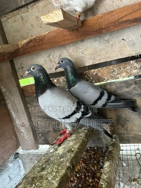 racing homer pigeon
