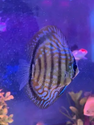 Discus 12CM pair