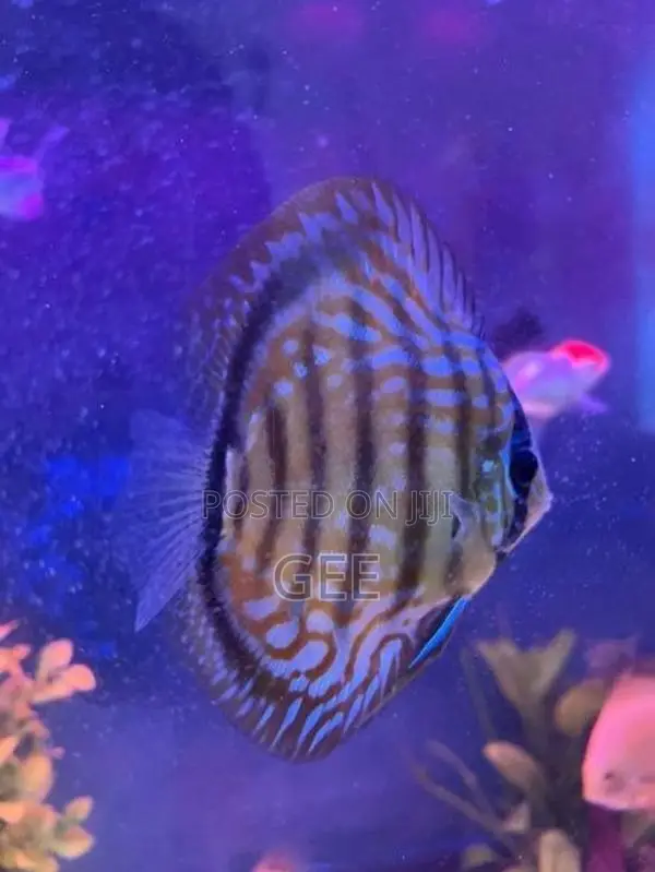 Discus 12CM pair