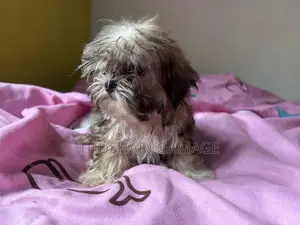 Shih tzu puppy