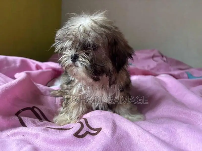 Shih tzu puppy