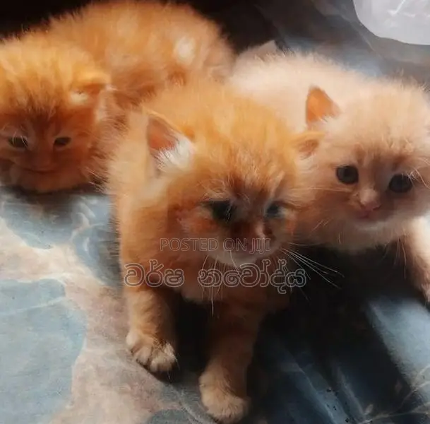Persian Cat