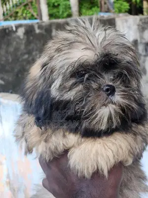 Shih Tzu Puppies