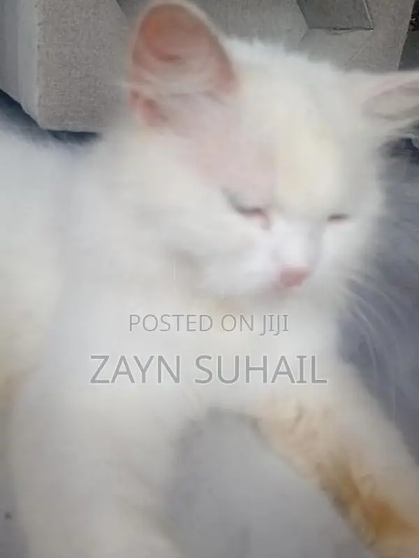 Persian Cat