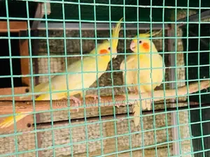 Cockatiel Birds