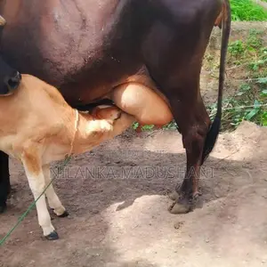 jarcyie cow
