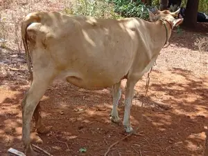 milk cow