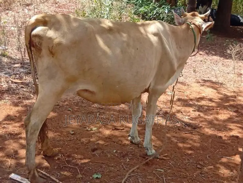 milk cow