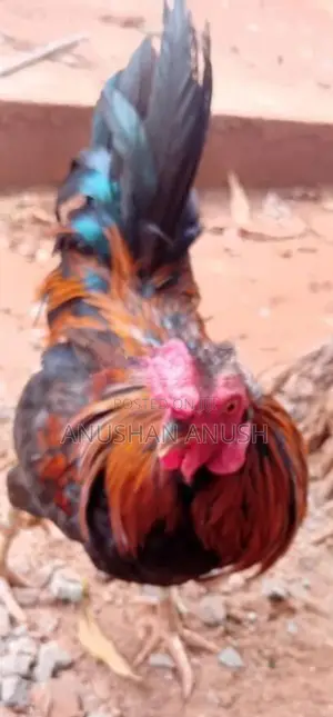 கோழிச்சாவல்