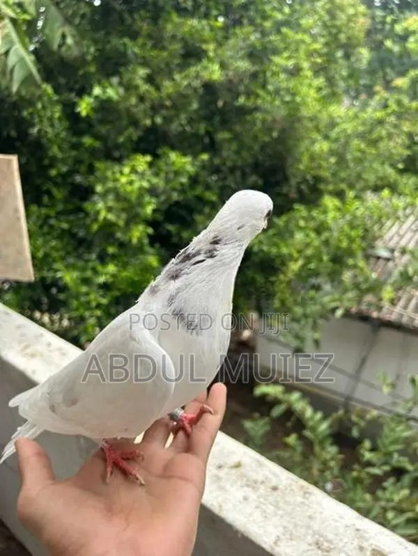 Timing Pigeon