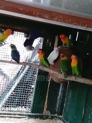 AFRICAN LOVE BIRDS