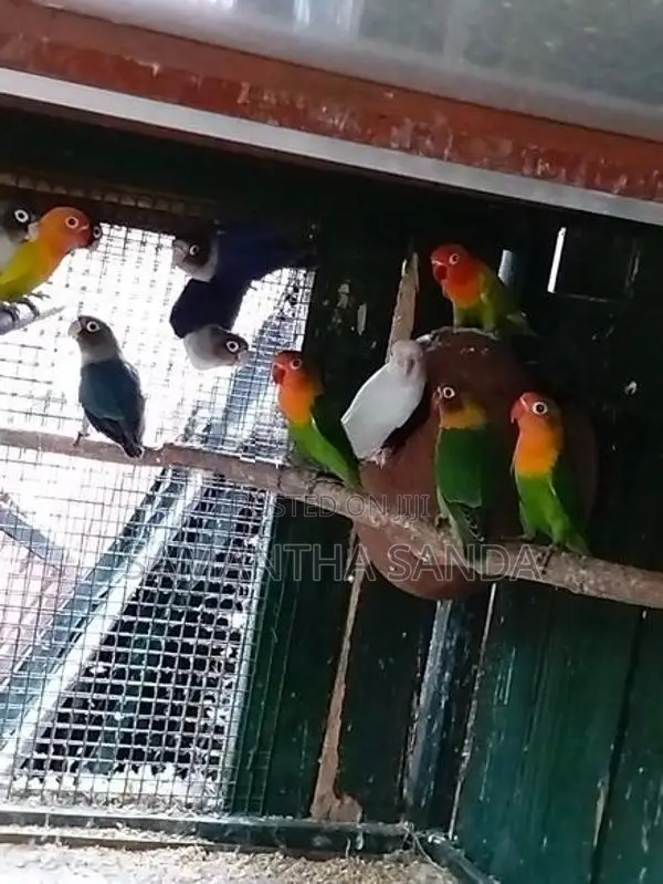 AFRICAN LOVE BIRDS