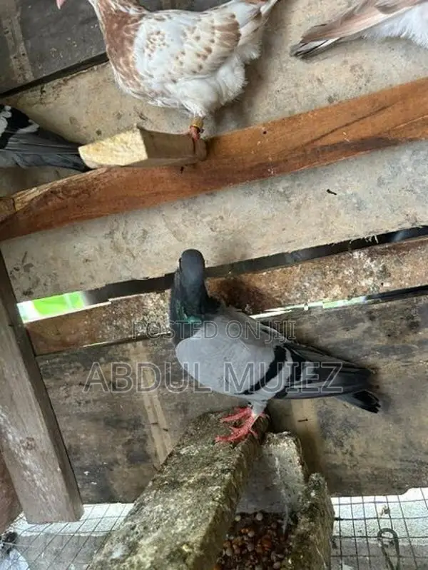 racing homer pigeon