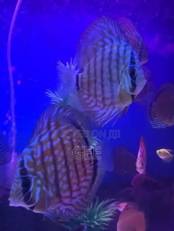 Discus 12CM pair