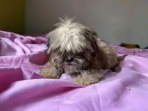Shih tzu puppy