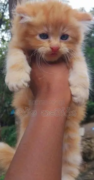 Persian Cat