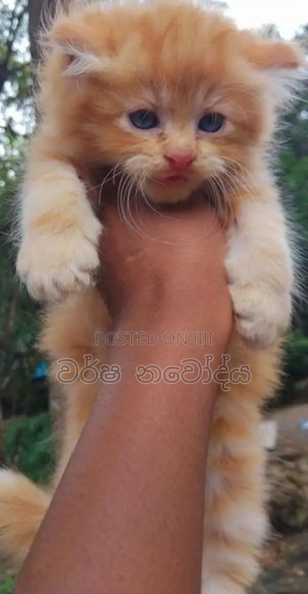 Persian Cat