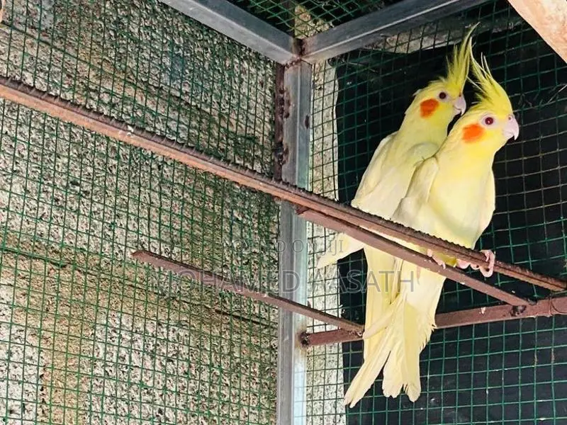 Cockatiel Birds